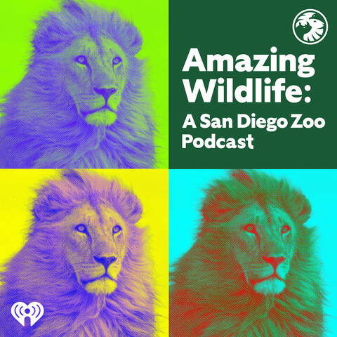 Amazing Wildlife: A San Diego Zoo Podcast