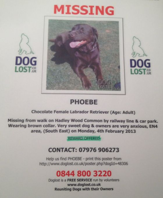 Emma Bunton's missing dog Phoebe