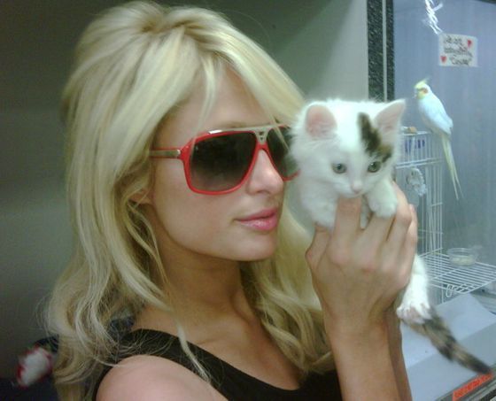 Paris Hilton kitten